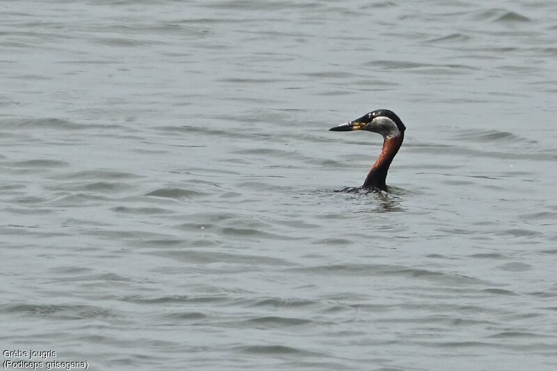 Red-necked Grebe