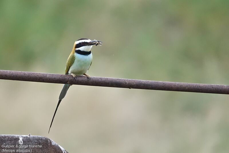 White-throated Bee-eater