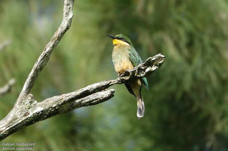 Cinnamon-chested Bee-eater