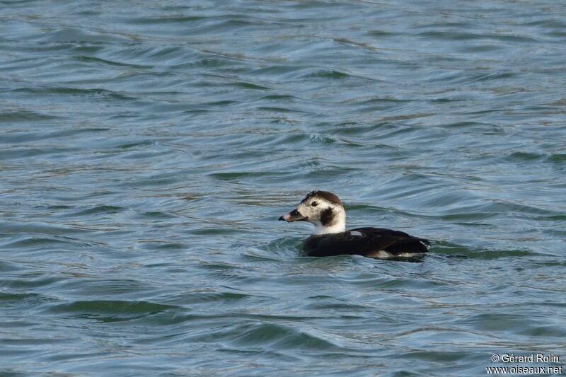 Long-tailed Duck