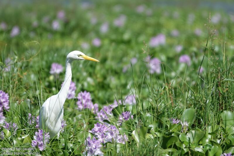 Yellow-billed Egret