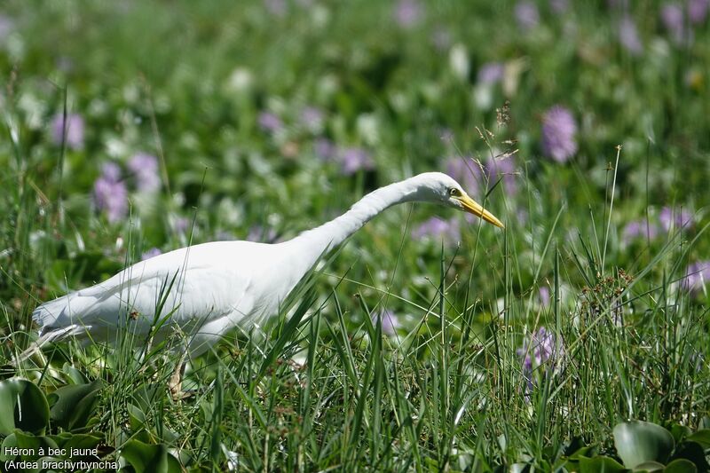 Yellow-billed Egret