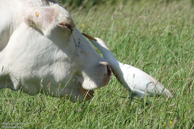 Western Cattle Egret