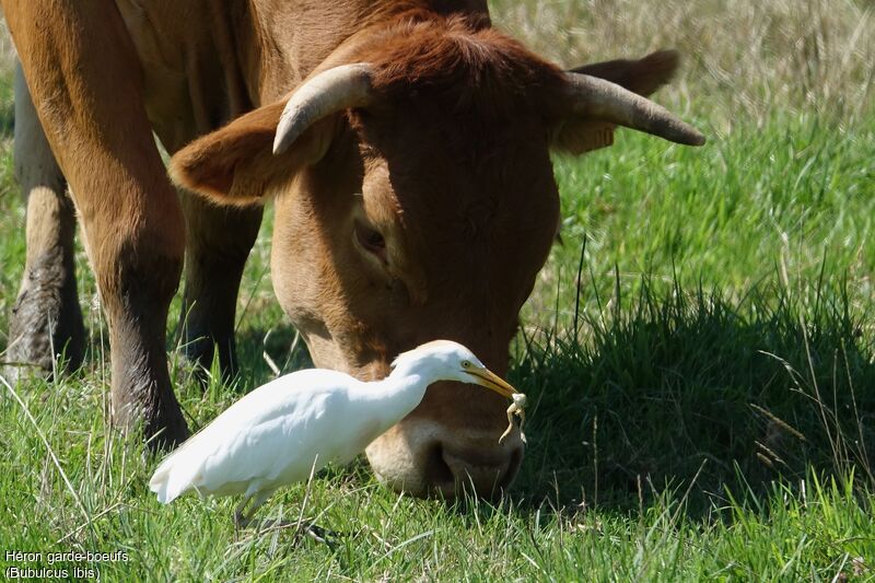 Western Cattle Egret