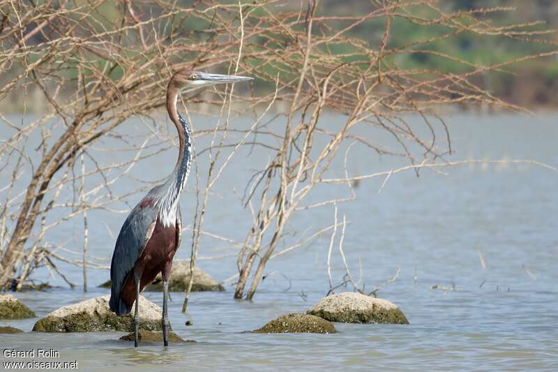 Goliath Heronadult, habitat, pigmentation