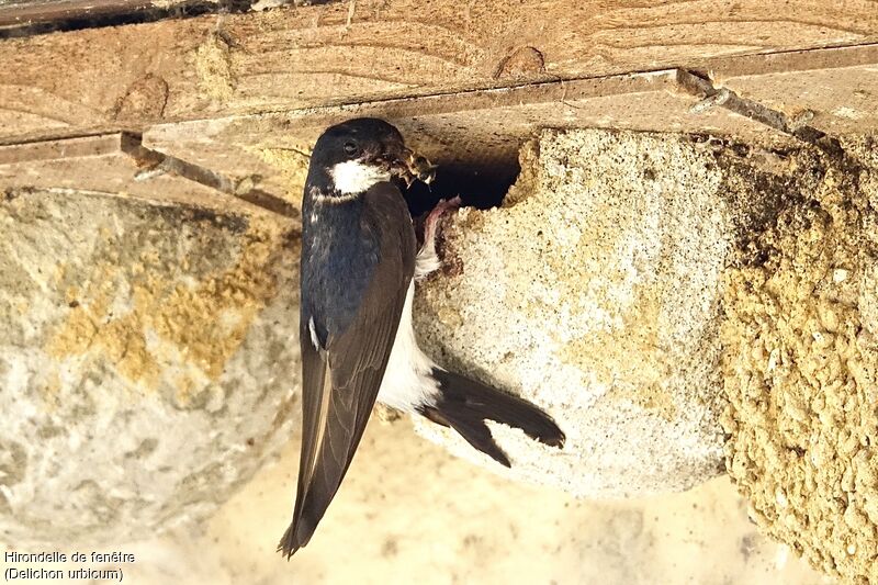 Western House Martin