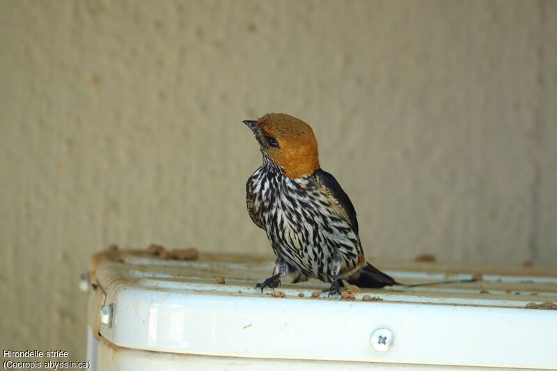 Lesser Striped Swallow