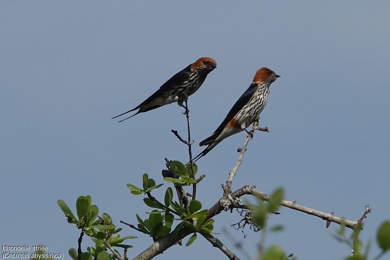 Lesser Striped Swallow