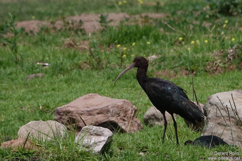 Puna Ibis