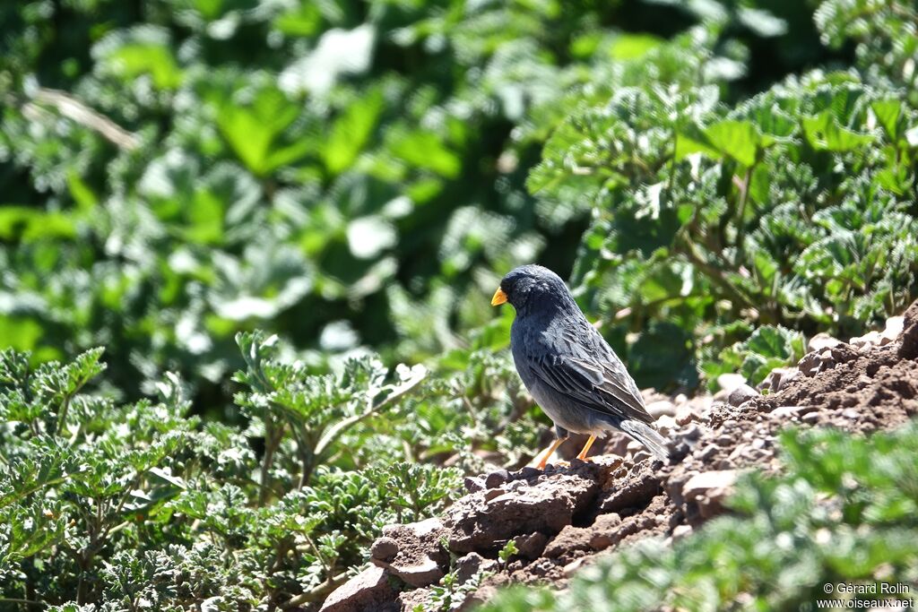 Band-tailed Sierra Finch