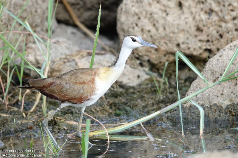 African Jacana