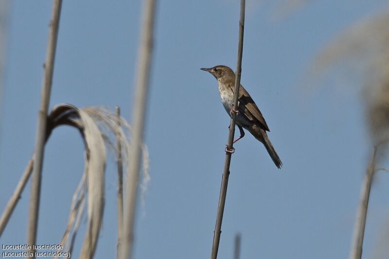 Savi's Warbler