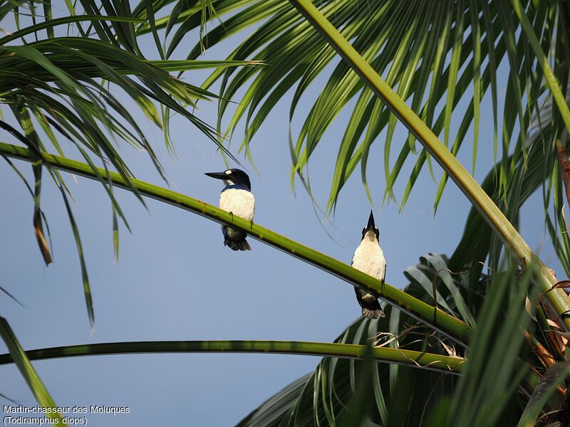 Blue-and-white Kingfisher