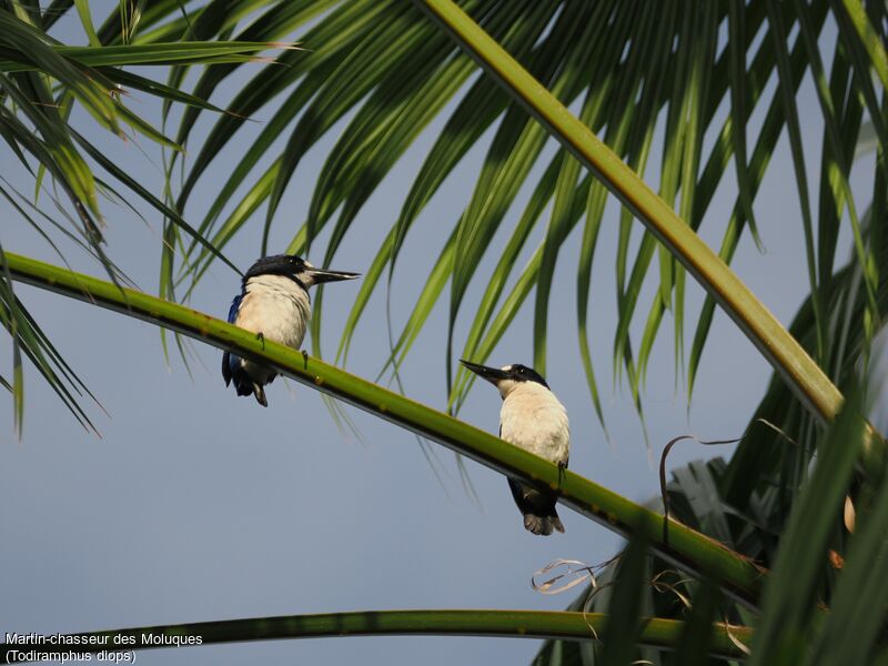 Blue-and-white Kingfisher