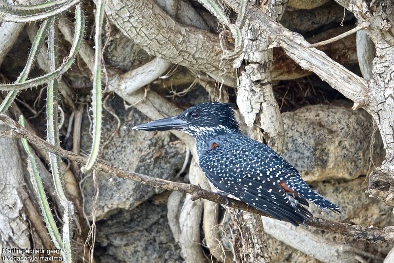 Giant Kingfisher female