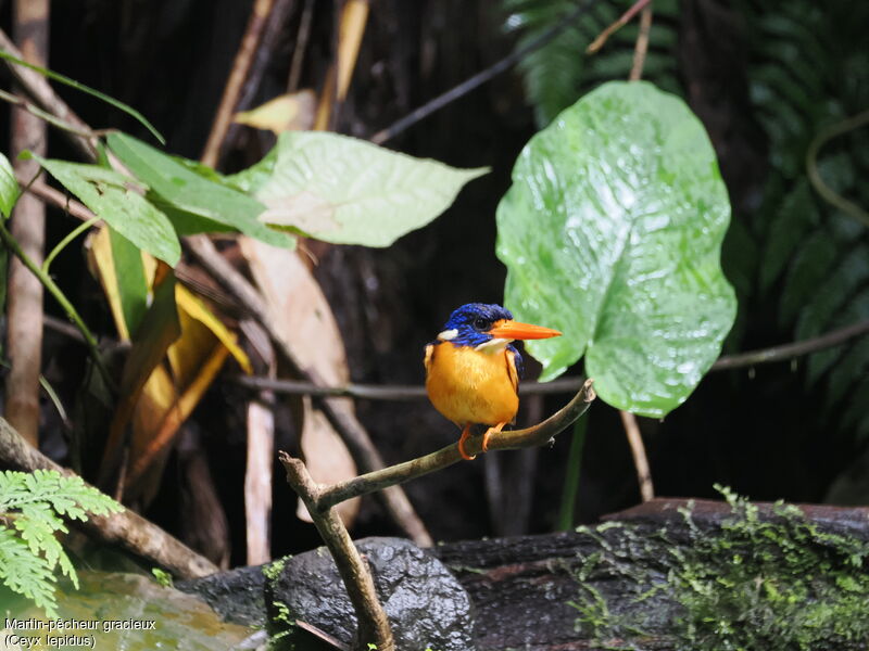 Moluccan Dwarf Kingfisher