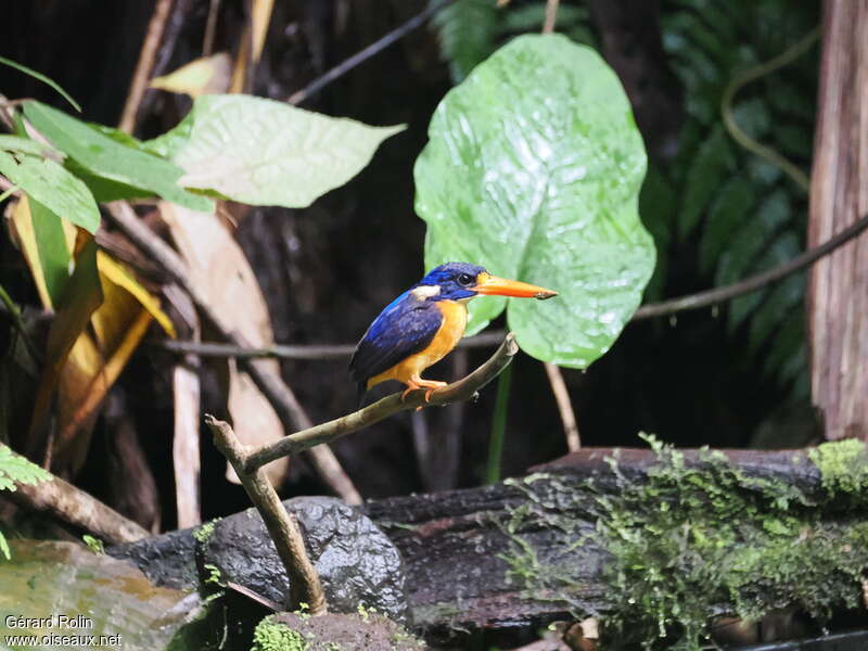 Moluccan Dwarf Kingfisher