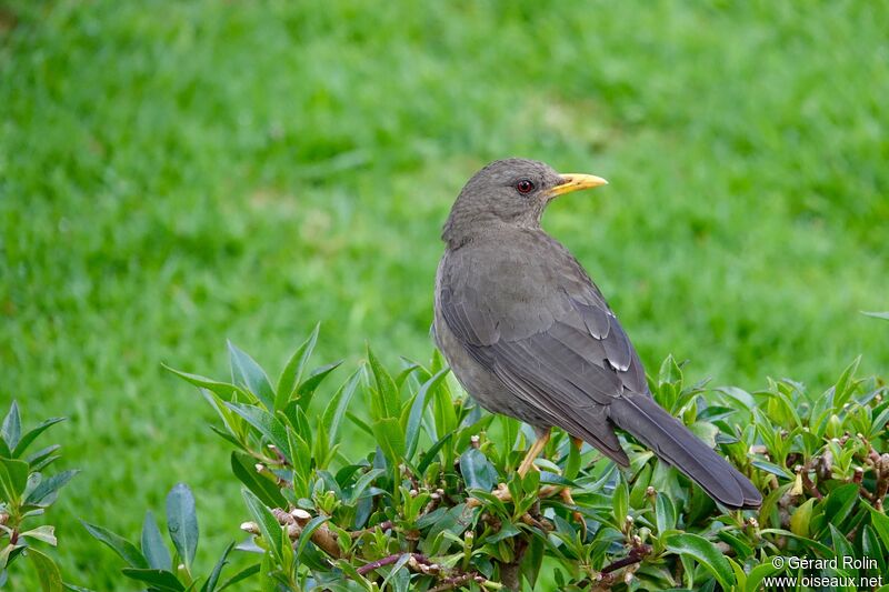 Chiguanco Thrush