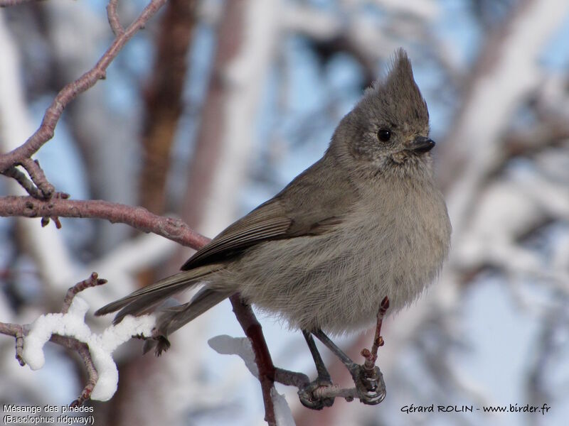 Juniper Titmouse