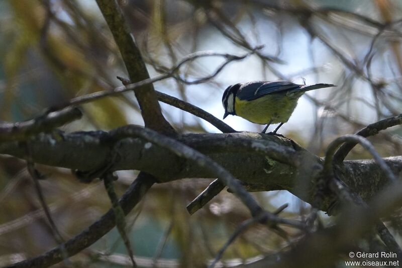 Mésange nord-africaine