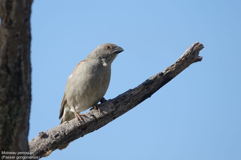 Moineau perroquet