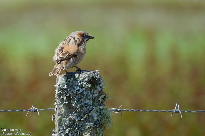 Kenya Sparrow male