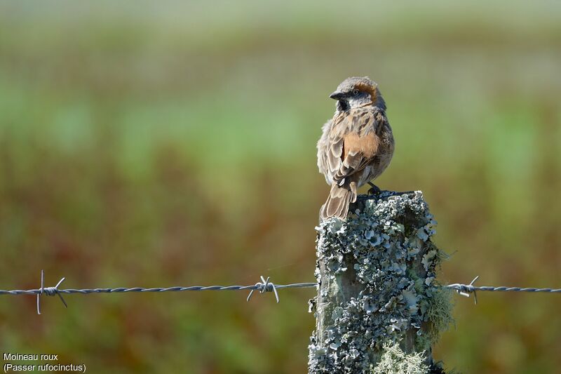 Kenya Sparrow