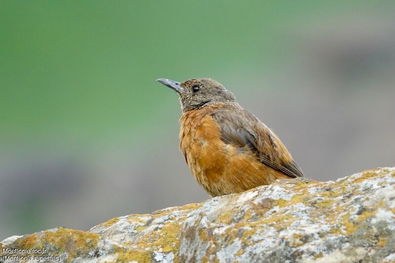 Cape Rock Thrush female