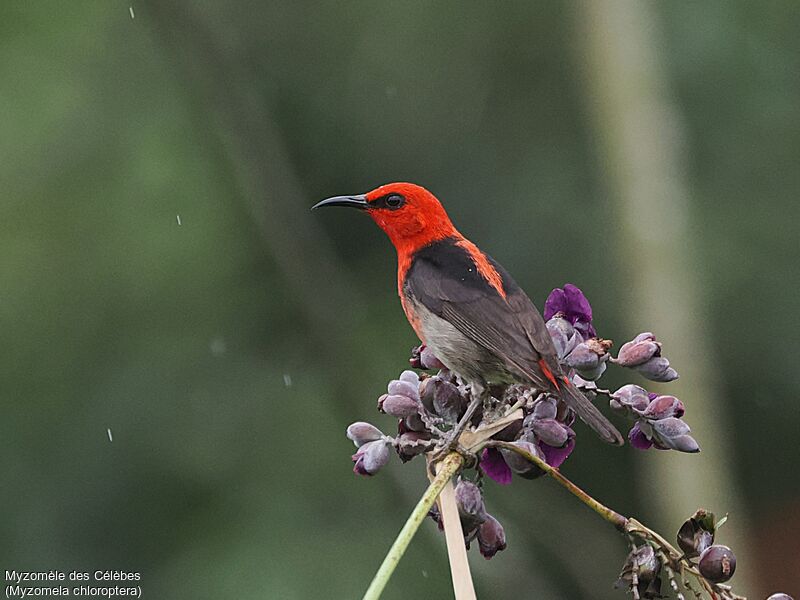 Sulawesi Myzomela male adult