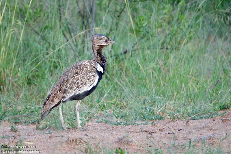 Black-bellied Bustard