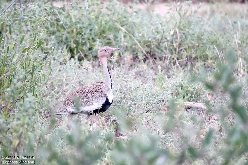 Buff-crested Bustard