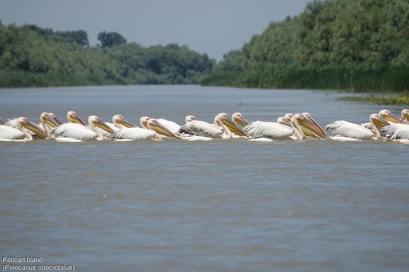 Great White Pelican