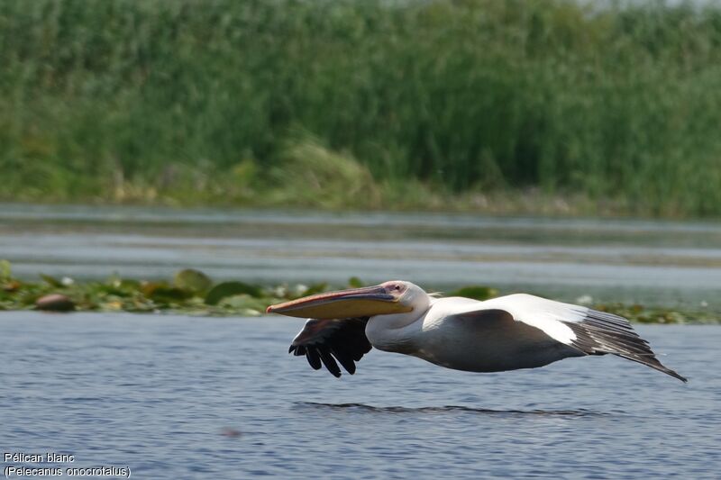 Great White Pelican