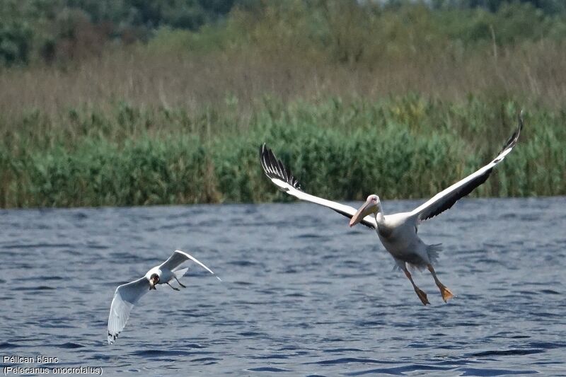 Great White Pelican