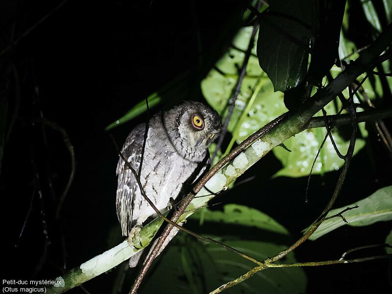 Moluccan Scops Owl