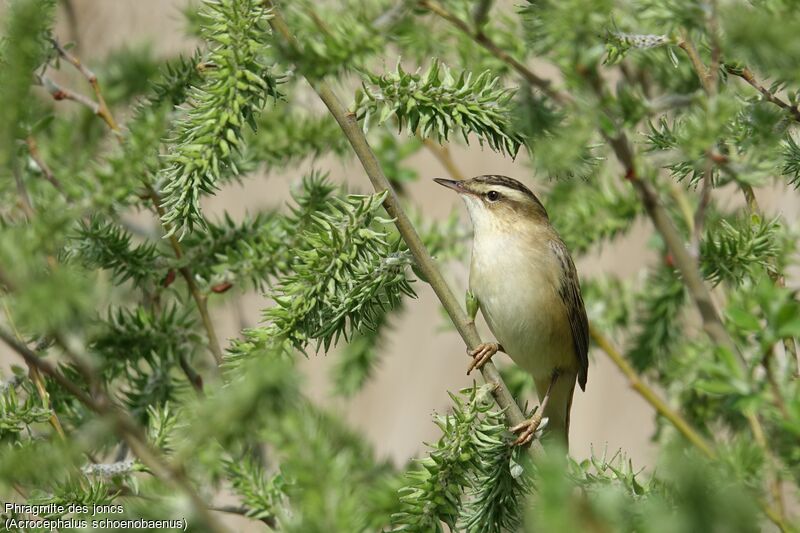 Sedge Warbler