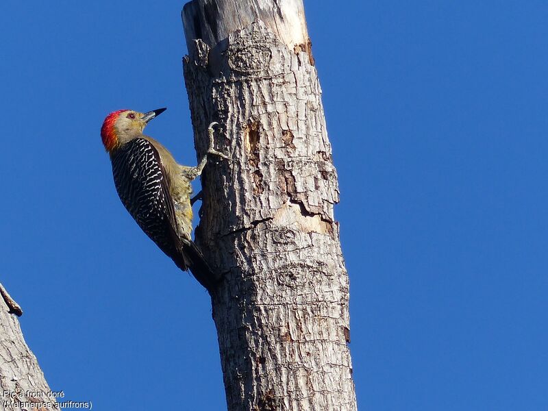 Golden-fronted Woodpecker