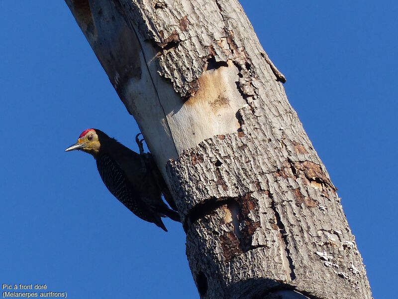 Golden-fronted Woodpecker