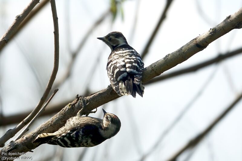 Lesser Spotted Woodpecker