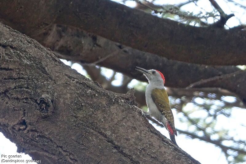 African Grey Woodpecker