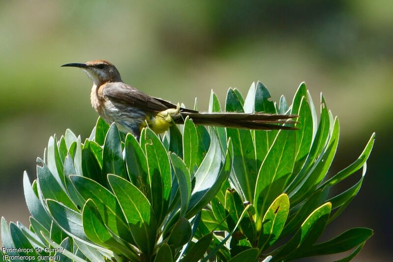 Gurney's Sugarbird