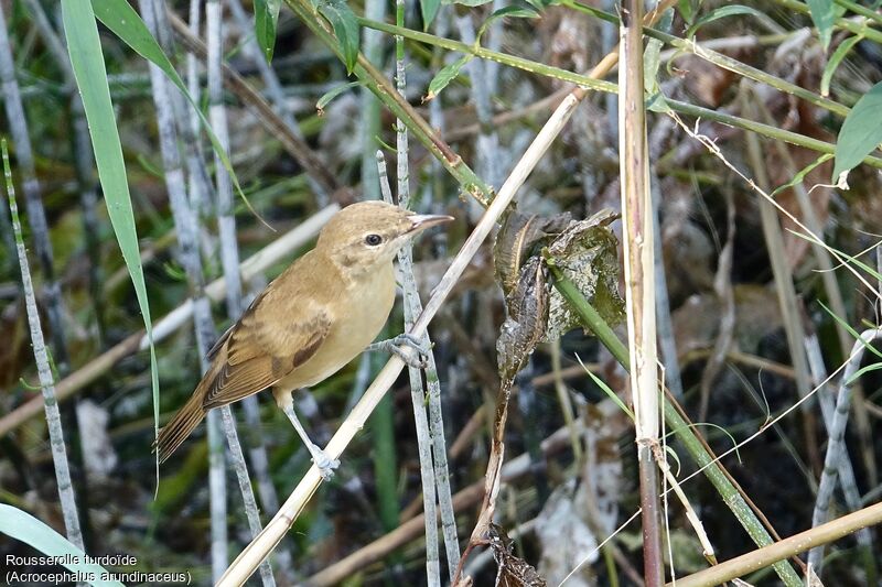 Great Reed Warbler