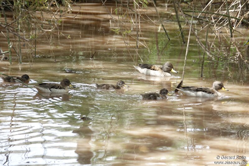 Yellow-billed Teal