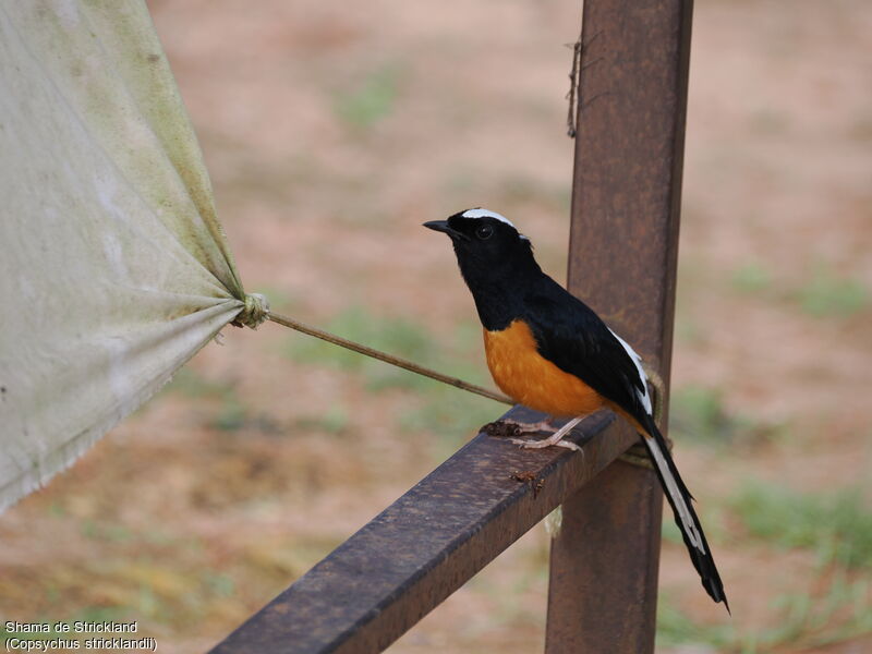 White-crowned Shama