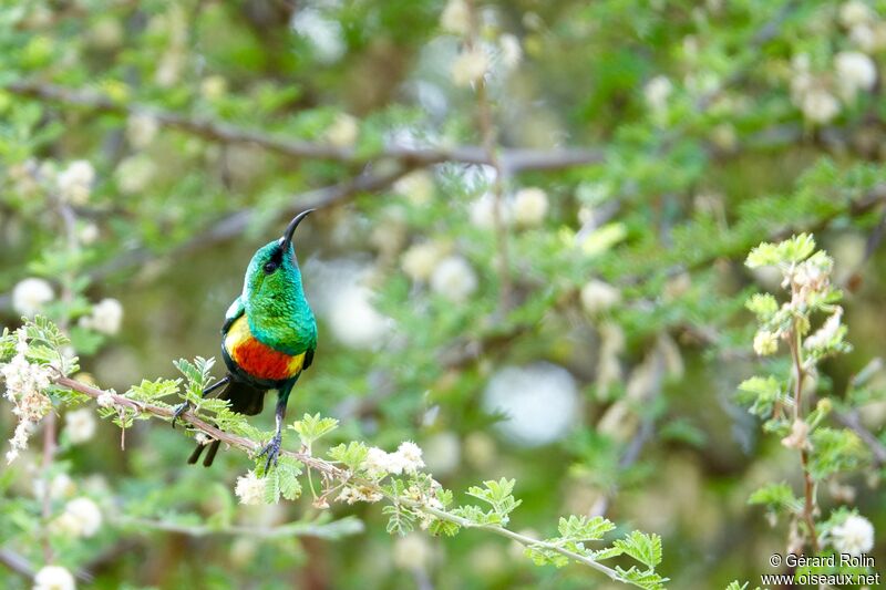 Beautiful Sunbird male adult breeding