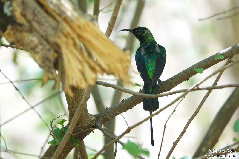 Beautiful Sunbird male