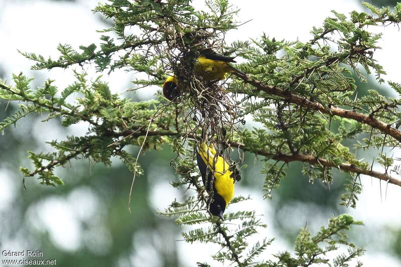 Brown-capped Weaveradult, Reproduction-nesting