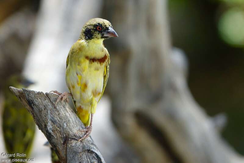 Golden-backed Weaver male immature, identification