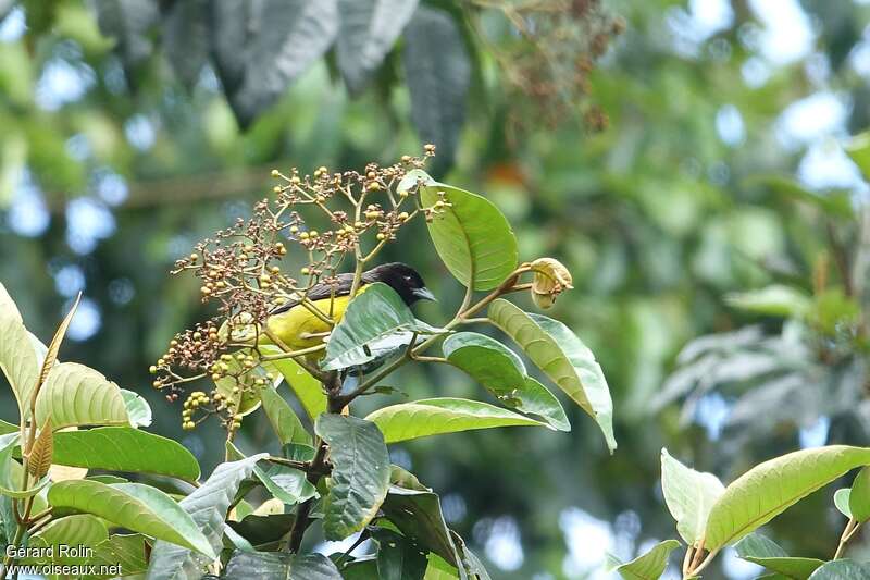 Dark-backed Weaveradult, habitat, camouflage