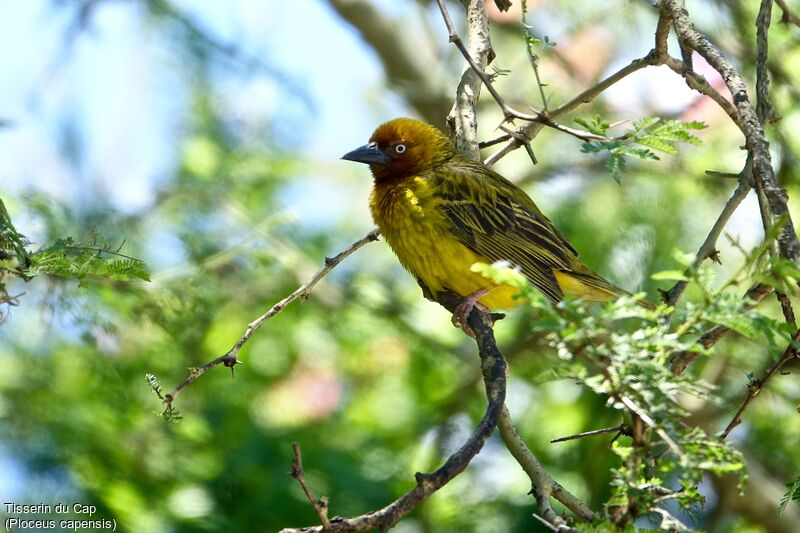 Cape Weaver